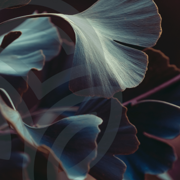 Ginkgo & Hawthorn NSP Ginkgo & Hawthorn NSP NSP, modèle 909 | N° d'image 1