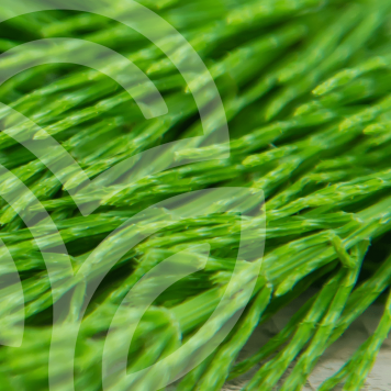 HSN-W NSP NSP, modèle 935 | N° d'image 1