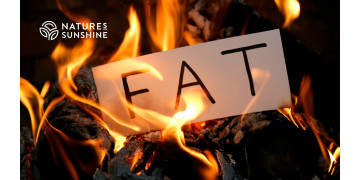 Pourquoi l'organisme a-t-il besoin de graisse ? Le rôle du tissu adipeux dans la défense toxicologique