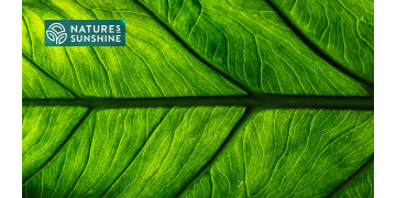 Produits intelligents pour les varices : l'expérience du PSN Produits intelligents pour les varices : l'expérience du PSN